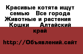 Красивые котята ищут семью - Все города Животные и растения » Кошки   . Алтайский край